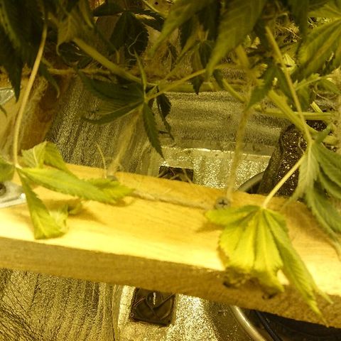 Power Plant  growlog photo: Высохла. Виноват. Не уследил.
Прости меня Джа... 