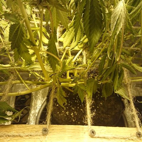 Power Plant  growlog photo: Высохла. Виноват. Не уследил.
Прости меня Джа... 