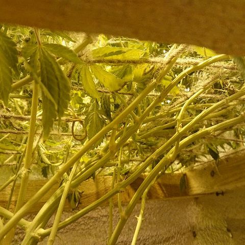 Power Plant  growlog photo: Высохла. Виноват. Не уследил.
Прости меня Джа... 