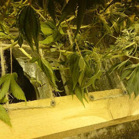 Power Plant  growlog photo: Высохла. Виноват. Не уследил.
Прости меня Джа... 