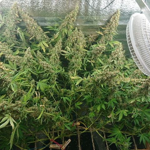 Power Plant  growlog timeline photo