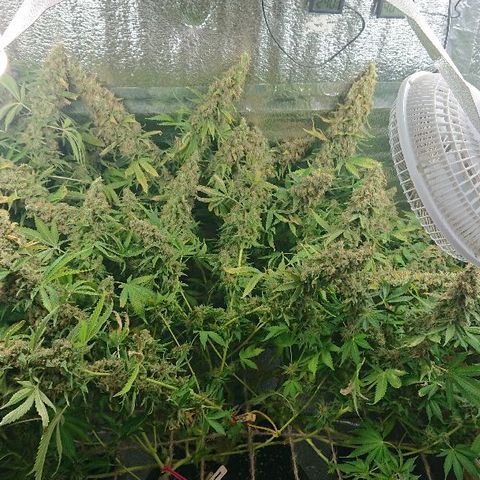 Power Plant  growlog timeline photo