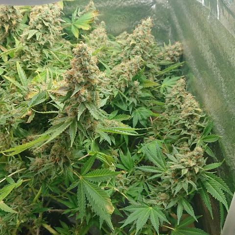 Power Plant  growlog timeline photo