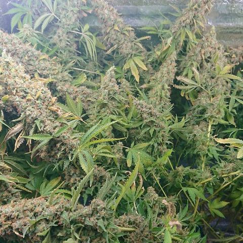 Power Plant  growlog timeline photo