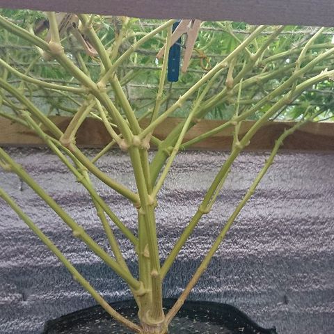 Power Plant  growlog timeline photo