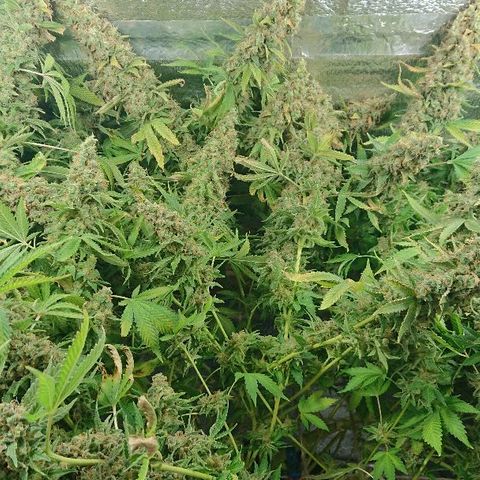 Power Plant  growlog timeline photo
