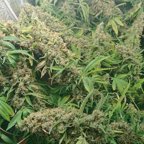 Power Plant  growlog timeline photo