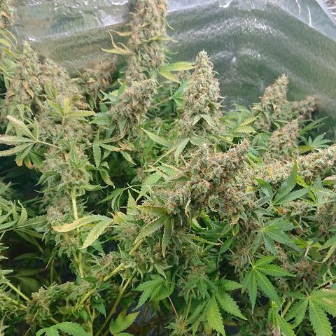 Power Plant  growlog timeline photo