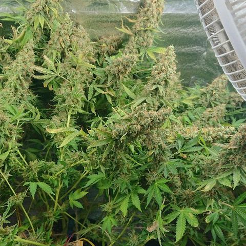 Power Plant  growlog timeline photo