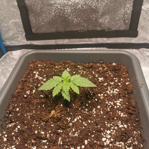 Wedding Cake (Lampentest)  growlog photo: Umgetopft in den Endtopf