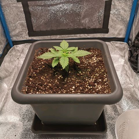 Wedding Cake (Lampentest)  growlog timeline photo