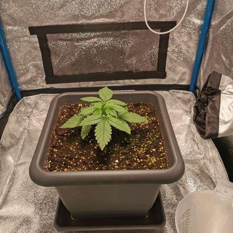 Wedding Cake (Lampentest)  growlog timeline photo