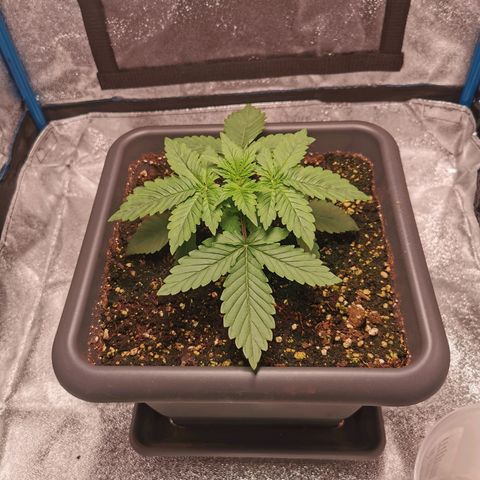 Wedding Cake (Lampentest)  growlog timeline photo