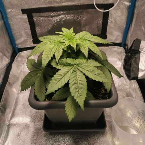 Wedding Cake (Lampentest)  growlog timeline photo