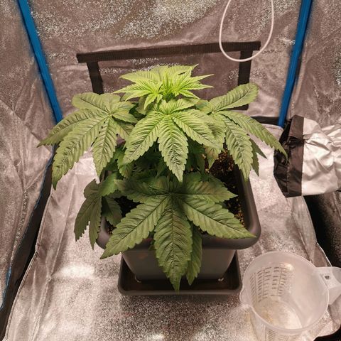 Wedding Cake (Lampentest)  growlog timeline photo