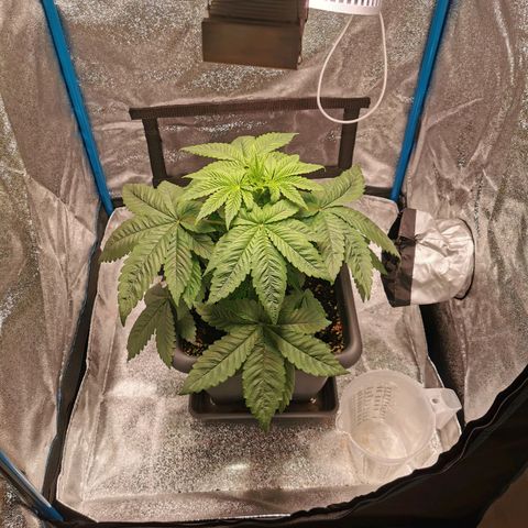 Wedding Cake (Lampentest)  growlog timeline photo