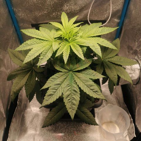 Wedding Cake (Lampentest)  growlog timeline photo