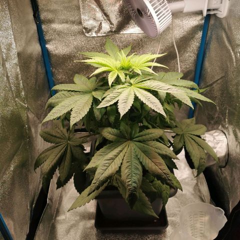 Wedding Cake (Lampentest)  growlog timeline photo