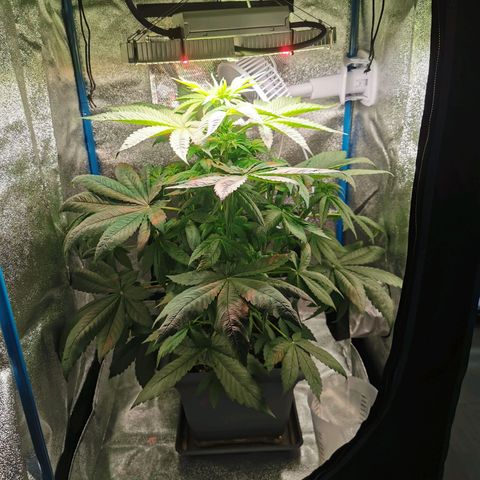 Wedding Cake (Lampentest)  growlog timeline photo