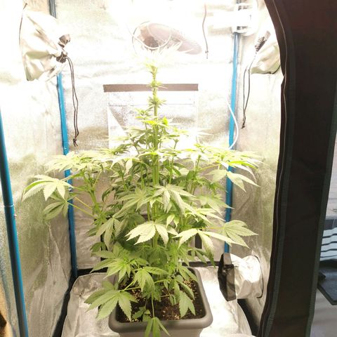 Wedding Cake (Lampentest)  growlog timeline photo