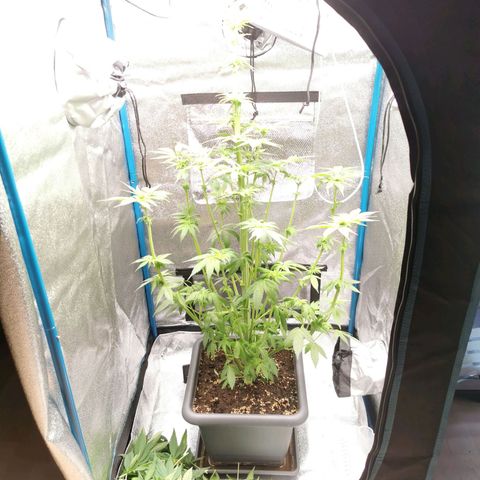 Wedding Cake (Lampentest)  growlog timeline photo