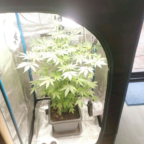 Wedding Cake (Lampentest)  growlog timeline photo