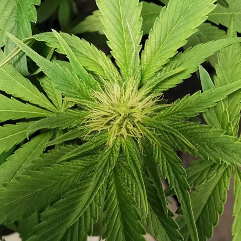 Wedding Cake (Lampentest)  growlog timeline photo