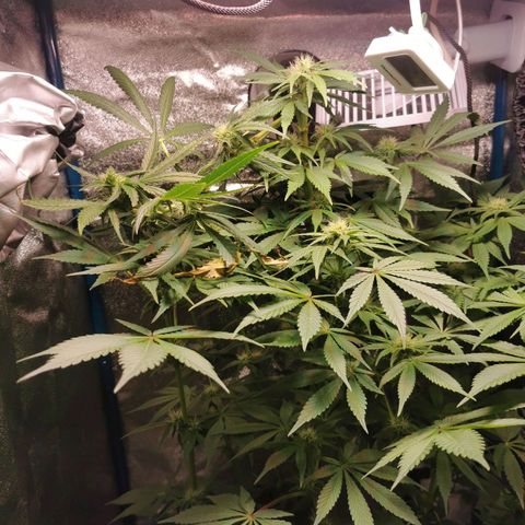 Wedding Cake (Lampentest)  growlog timeline photo