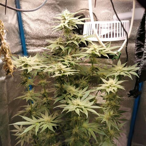 Wedding Cake (Lampentest)  growlog timeline photo