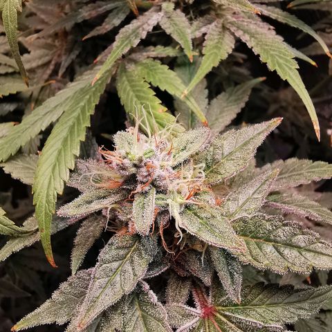 Wedding Cake (Lampentest)  growlog timeline photo