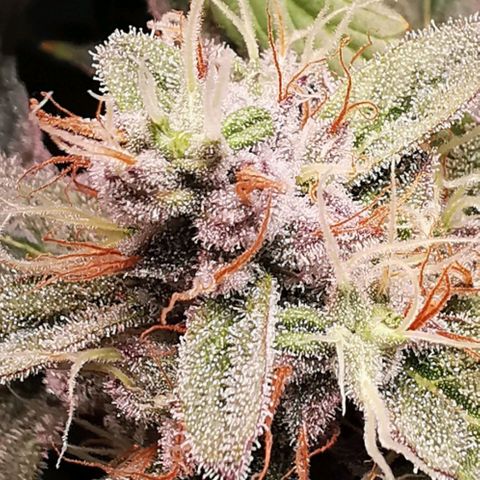 Wedding Cake (Lampentest)  growlog timeline photo