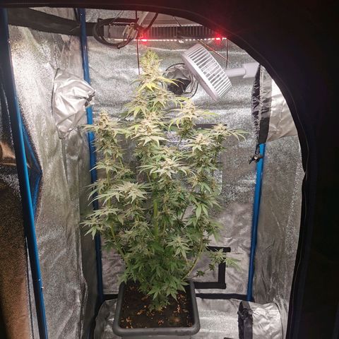 Wedding Cake (Lampentest)  growlog timeline photo