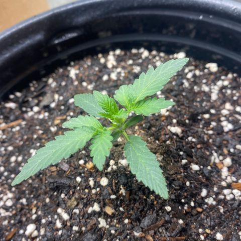 3 bears Og  growlog timeline photo