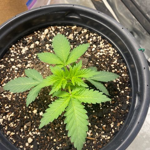 3 bears Og  growlog timeline photo