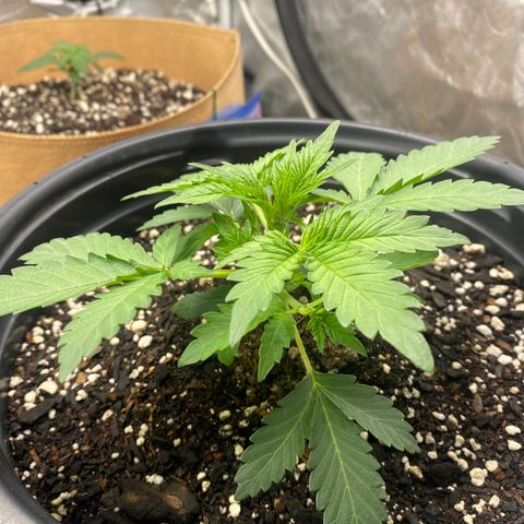 3 bears Og  growlog photo: 24 days 