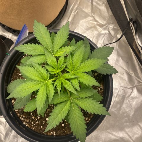 3 bears Og  growlog photo: Day 27