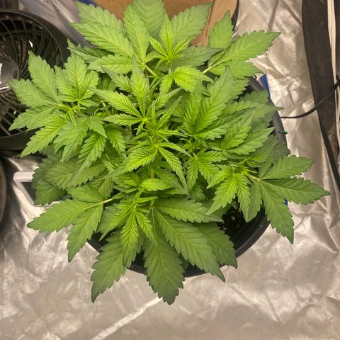 3 bears Og  growlog photo: Day 27