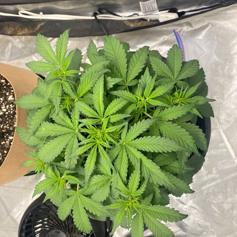 3 bears Og  growlog photo: Day 33