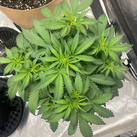 3 bears Og  growlog timeline photo