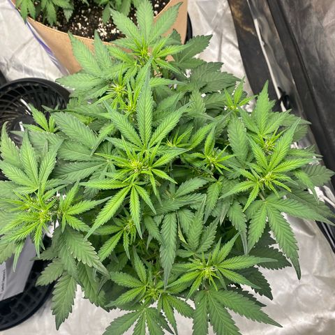 3 bears Og  growlog photo: Day 37