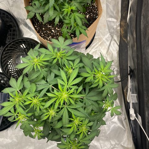 3 bears Og  growlog photo: Day 39