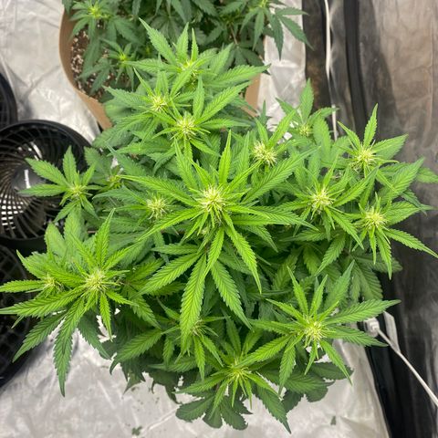 3 bears Og  growlog photo: Day 43