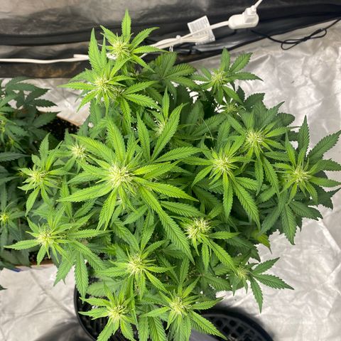3 bears Og  growlog photo: Day 45