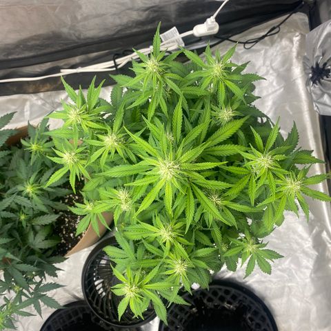 3 bears Og  growlog photo: Day 47
