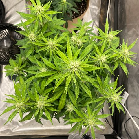 3 bears Og  growlog photo: Day 49