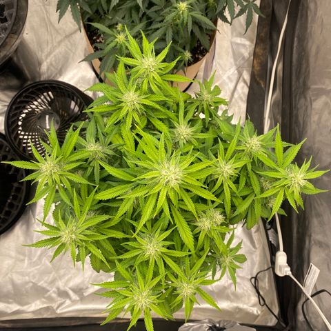 3 bears Og  growlog photo: Day 51, 1st day of flower nutrients 