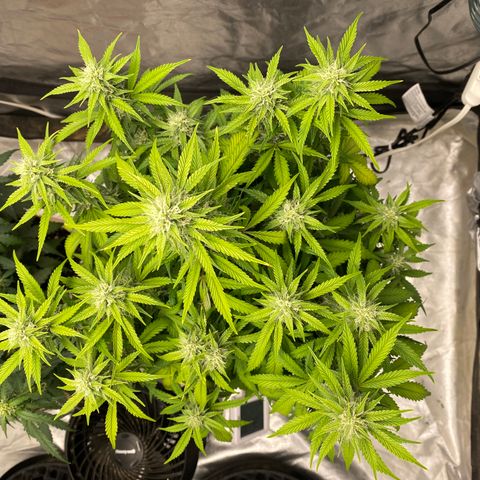 3 bears Og  growlog photo: Day 53