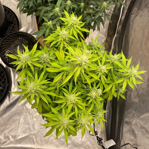 3 bears Og  growlog photo: Day 55
