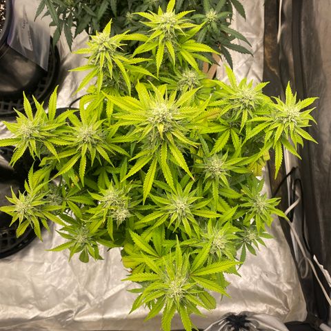 3 bears Og  growlog photo: Day 57