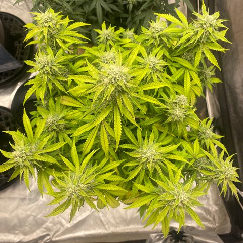 3 bears Og  growlog photo: Day 59